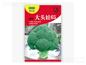 大頭娃65-西蘭花種子-亞非