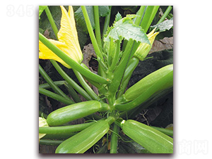 ��퍶�̖-�����J�N��-�|������