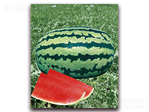 �Ī{��̖(h��o)-���ϷN��-�|������