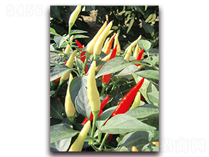 ������̖-�����N��-�|������