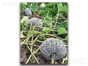 �]����-�ϹϷN��-����N��