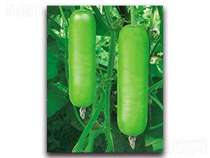 �G̩��1̖-�S�ϷN��-����N��