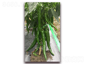 ̩�S��̖-�����N��-����N��