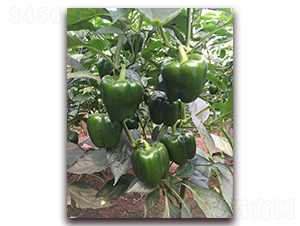 ��̩��̖-�����N��-����N��