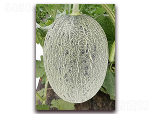 ������7̖-���ܹϷN��-�����N��