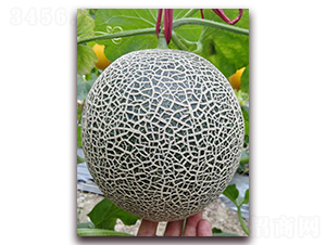 �ƾW(w��ng)���̖-���ܹϷN��-�����N��