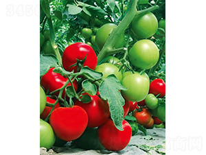 維克托-番茄種子-威爾