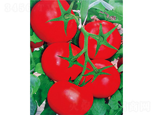 威麗十號-番茄種子-威爾