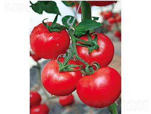 威麗七號-番茄種子-威爾