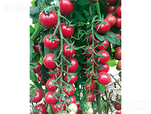 �����̖(h��o)-���ѷN��-����