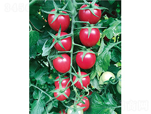 甜櫻二號(hào)-番茄種子-威爾