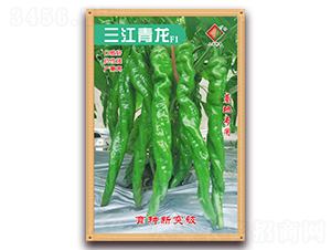 三江青龍F(tuán)1-辣椒種子-三江種業(yè)