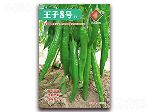 王子8號(hào)F1-辣椒種子-三江種業(yè)