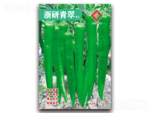 浙研青翠F1-辣椒種子-三江種業(yè)