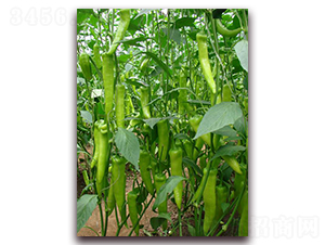 ��ţ�ǽ�-�����N��-�����