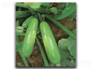 ��2̖-�����J�N��-�����o�N��