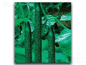 �½�11̖(h��o)-�S�ϷN��-�����o(j��)�N��