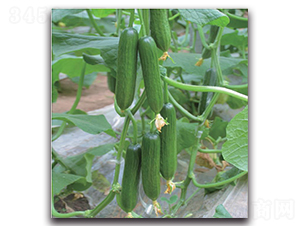 ����-�S�ϷN��-�����o(j��)�N��