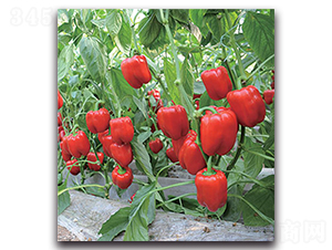 ���o��1463-�����N��-�����o�N��