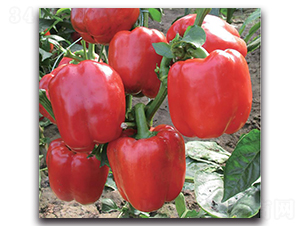 世紀(jì)星-辣椒種子-新世紀(jì)種苗
