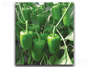 世紀(jì)旺-辣椒種子-新世紀(jì)種苗