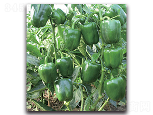 ���o(j��)�l(f��)-�����N��-�����o(j��)�N��