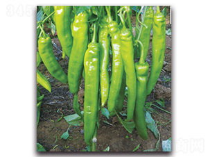 巴特爾6號-辣椒種子-新世紀(jì)種苗