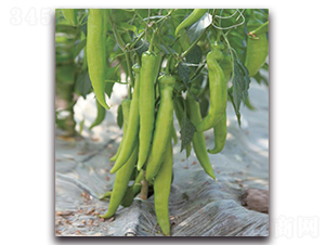 巴特爾2號-辣椒種子-新世紀種苗