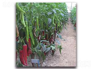 艾格爾-辣椒種子-新世紀(jì)種苗