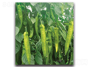 HP1728-辣椒種子-新世紀種苗