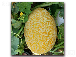 ����ʮ��̖-��ϷN��-�F(xi��n)���N�I(y��)