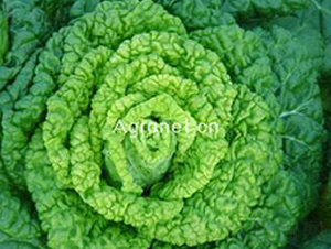 �S�Ğ�-�~�˷N��-�d�G�N��