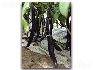 �d�G�L(zh��ng)��-���ӷN��-�d�G�N��