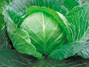 圓美-甘藍(lán)種子-興綠種苗