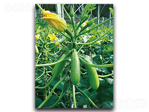 �ۿ�1602-�����J�N��-��ľ�N��