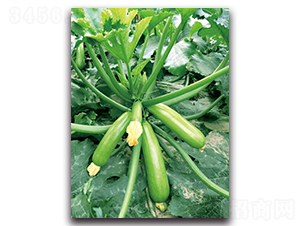 �ۿ�1507-�����J�N��-��ľ�N��