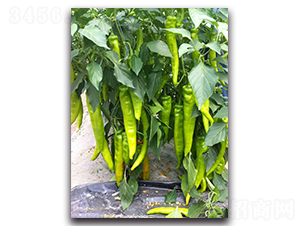 �L(zh��ng)�g-�����N��-��ľ�N��