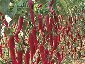 �G��-�����N��-��ľ�N��