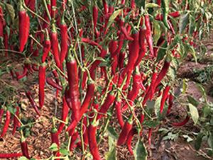 ����-�����N��-��ľ�N��