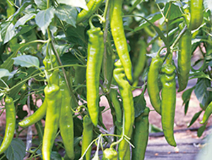 ���L(f��ng)-�����N��-��ľ�N��