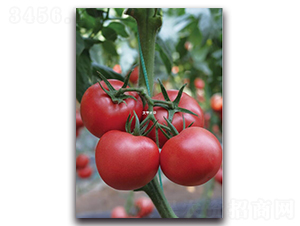 ����13̖(h��o)-���ѷN��-��ľ�N��