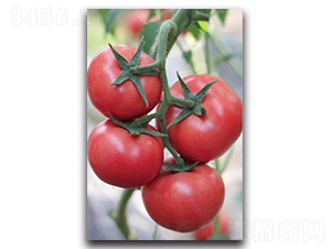 寶祿10號(hào)-番茄種子-三木種苗