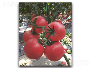 ����7̖(h��o)-���ѷN��-��ľ�N��