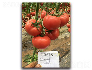 寶祿3號(hào)-番茄種子-三木種苗