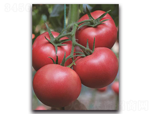 ����1̖-���ѷN��-��ľ�N��