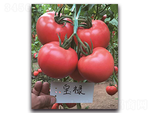 ����-���ѷN��-��ľ�N��