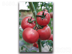 �ݱ�-���ѷN��-ʢ���N�I(y��)