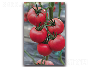 ������-���ѷN��-ʢ���N�I(y��)