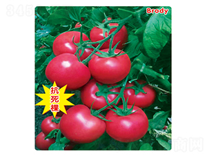 ���_��-���ѷN��-ʢ���N�I(y��)