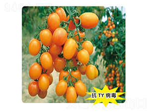 ��ɯ-���ѷN��-ʢ���N�I(y��)